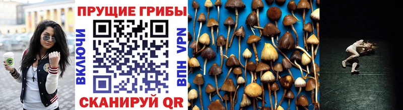 Купить где  Горбатов  Псилоцибиновые грибы прущие грибы 